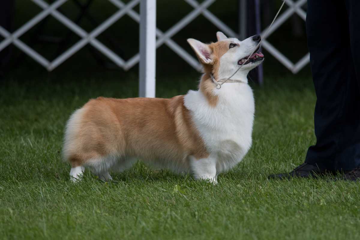 Pembroke Welsh Corgi standing in show ring