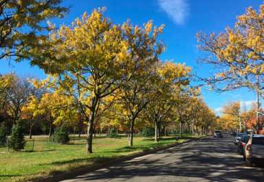46-trees-2016-11-11-bx01_z