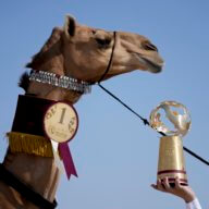 The winner of the camel pageant