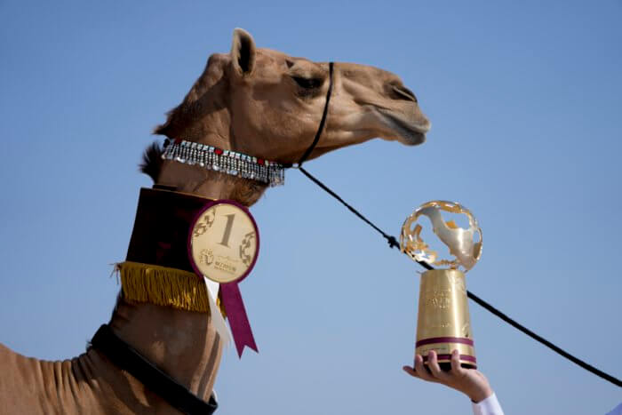 The winner of the camel pageant