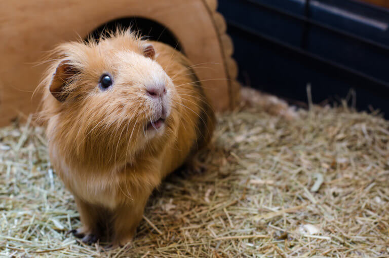 New legislation could ban the sale of guinea pigs in New York City pet