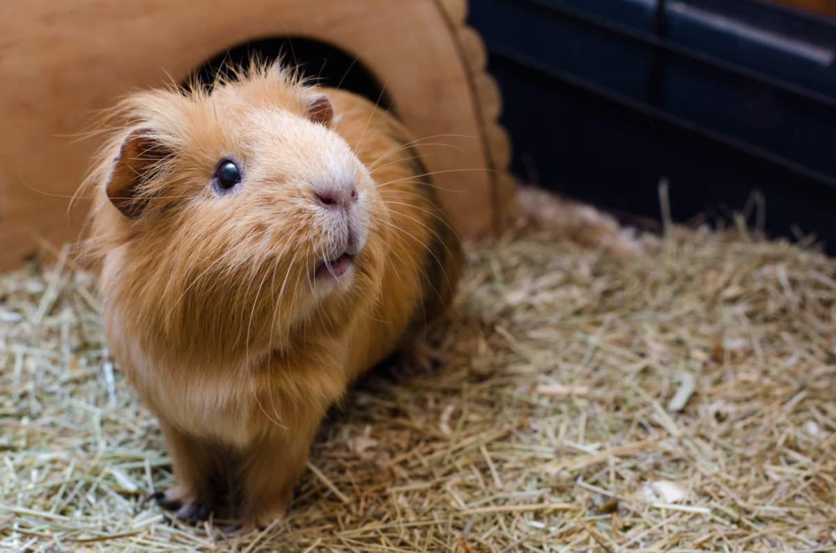 guinea pig