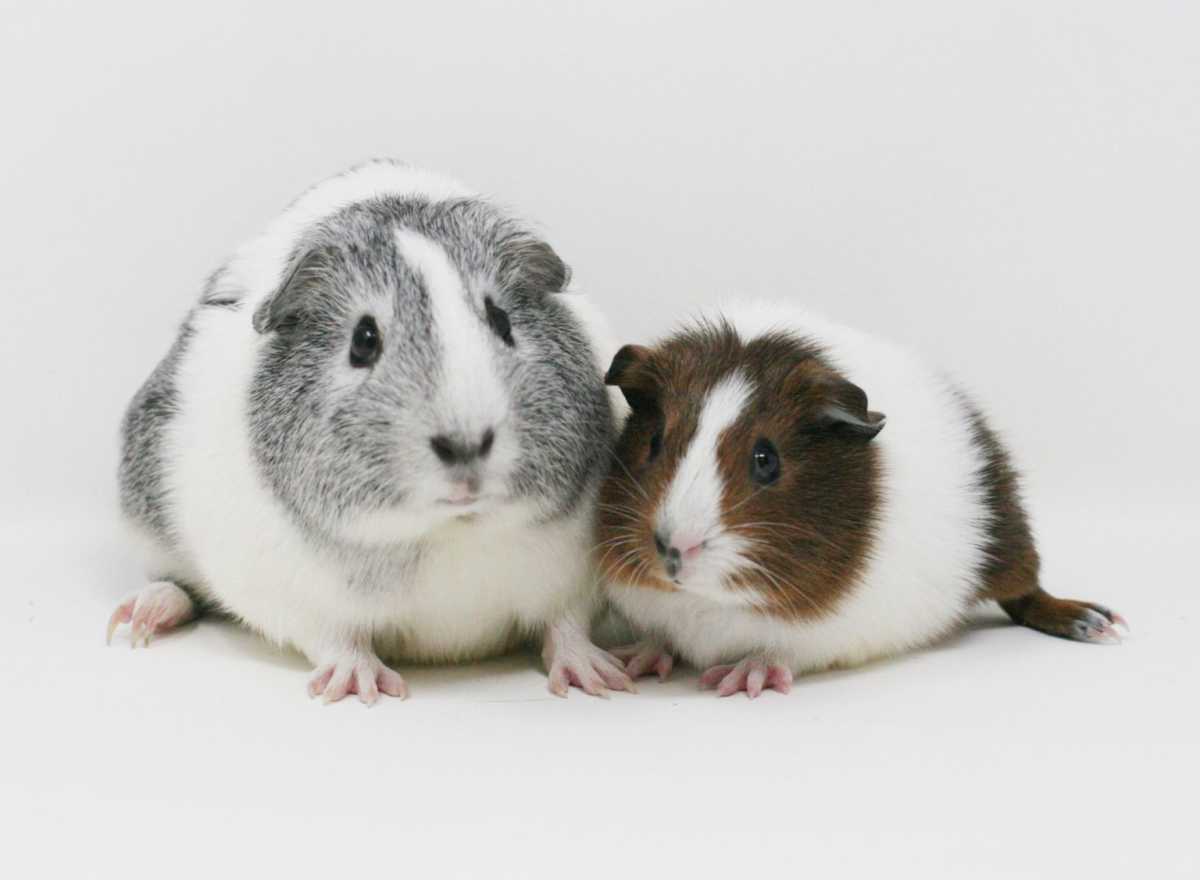 Guinea pigs