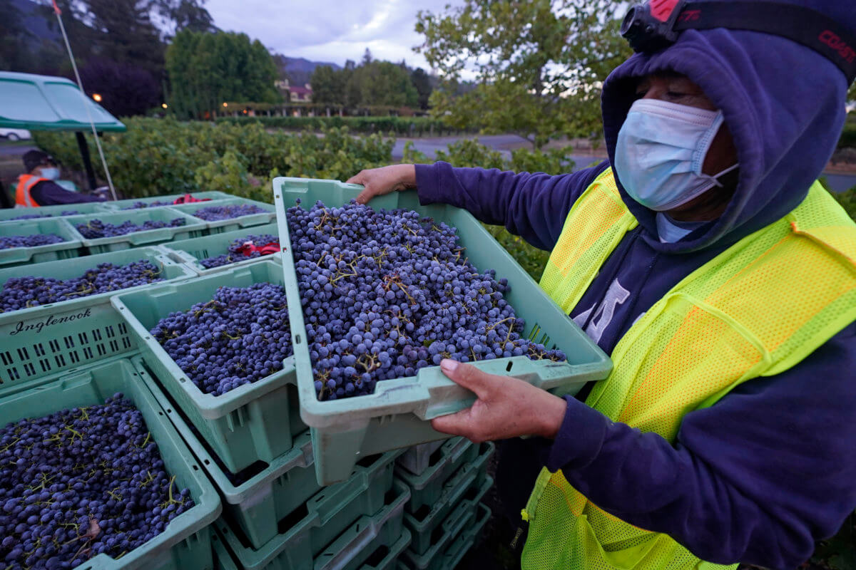 The economy - Vineyard worker with grapes