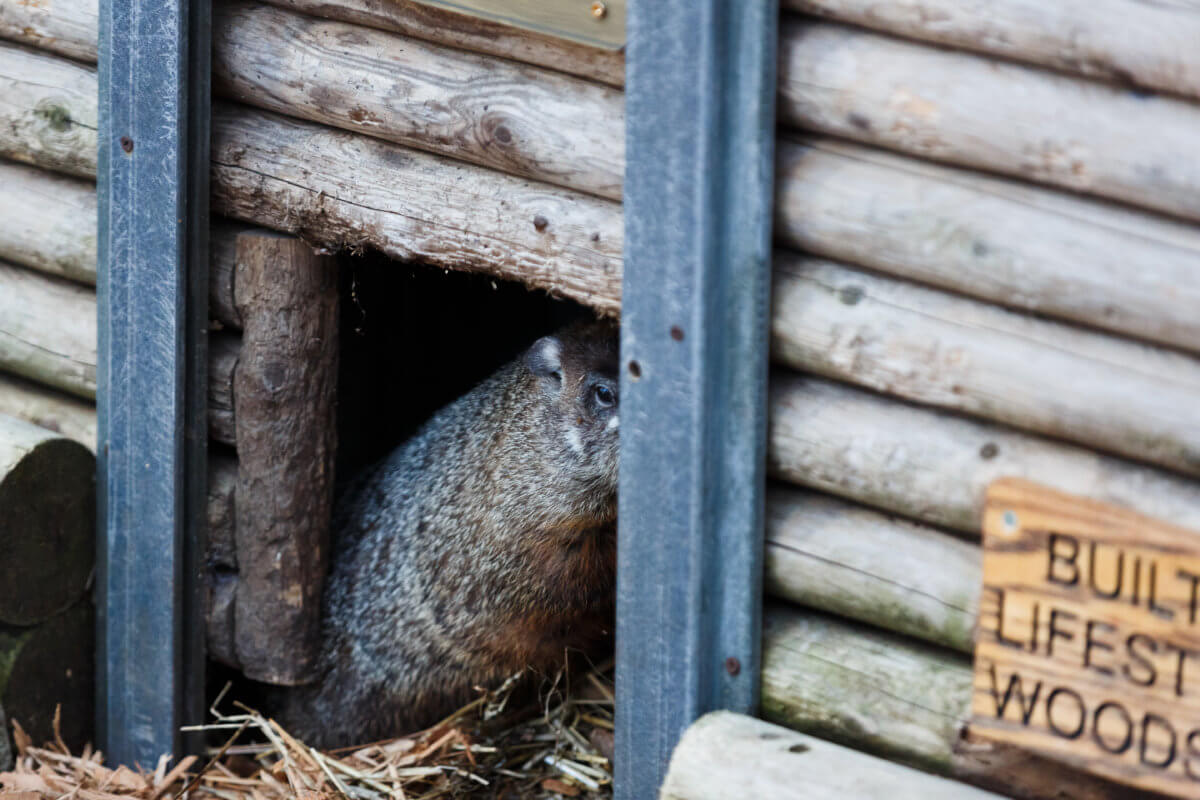 Staten Island Chuck predicts an early spring 2