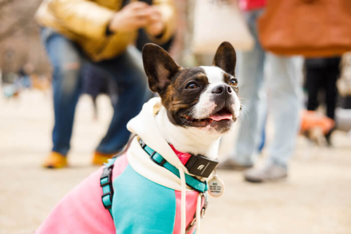 A close up of Pepper the Boston Terrier wearing a shirt and harness at Washington Square Park.