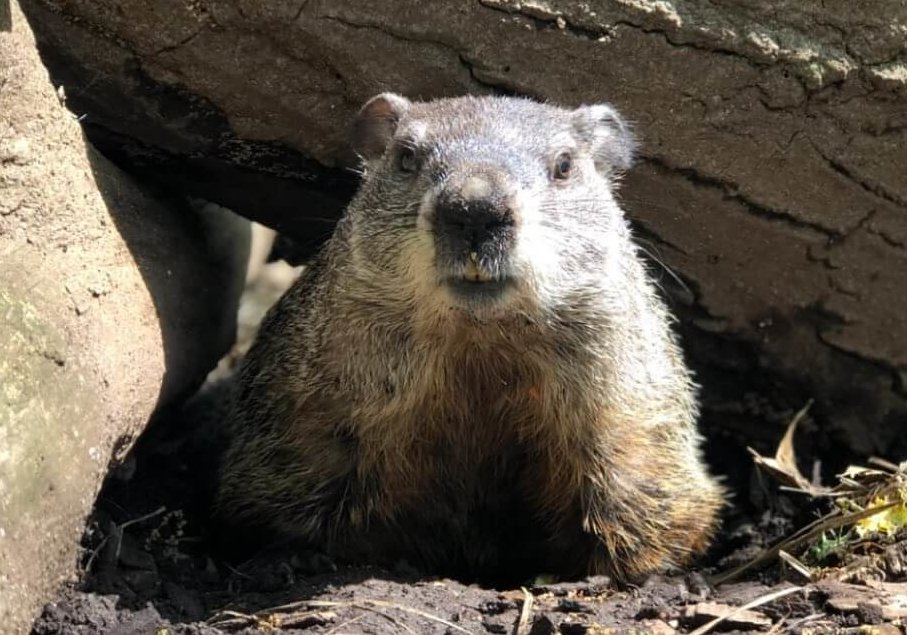 Well, it's Groundhog Day… again': Will Staten Island Chuck predict an early  spring for New York City? | amNewYork