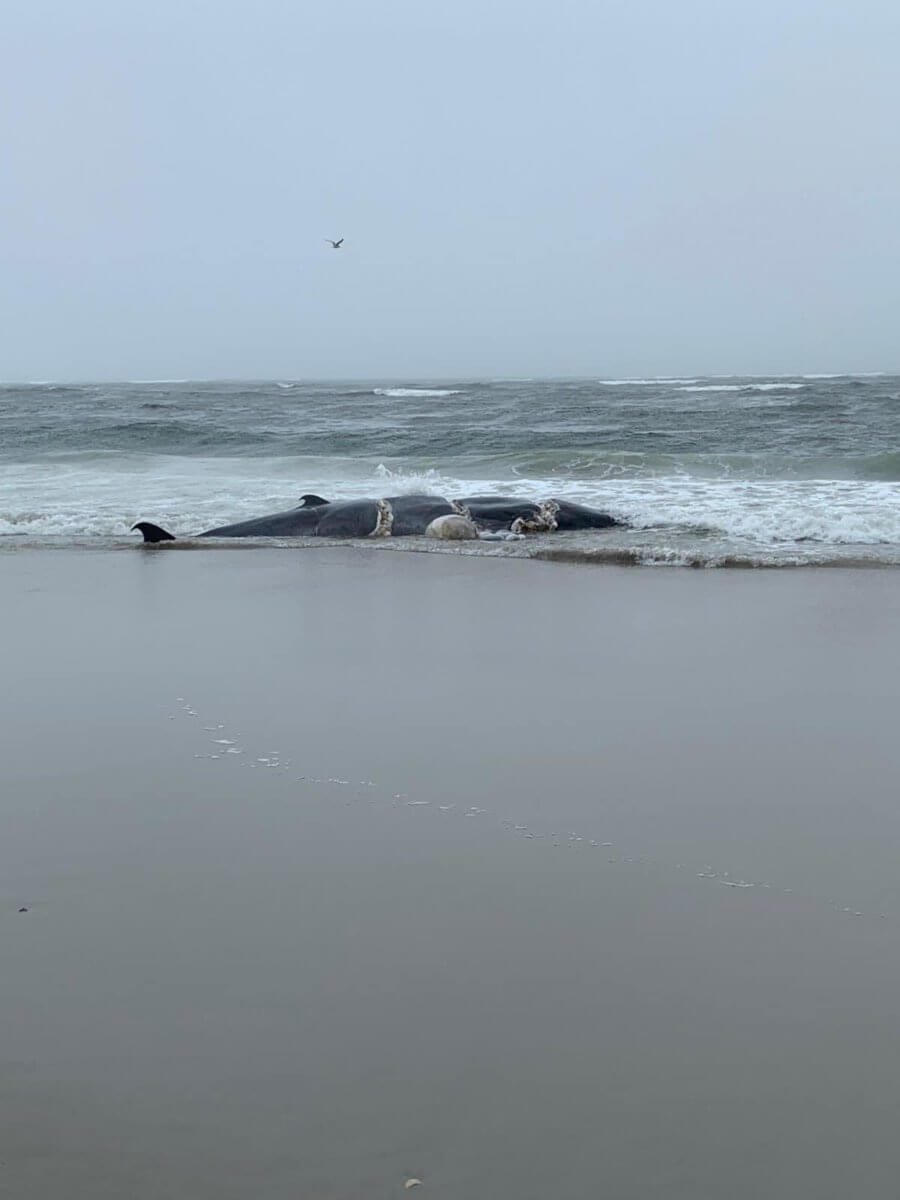 A dead whale washed ashore at a Far Rockaway beach.