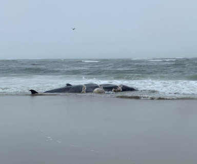 A dead whale washed ashore at a Far Rockaway beach.
