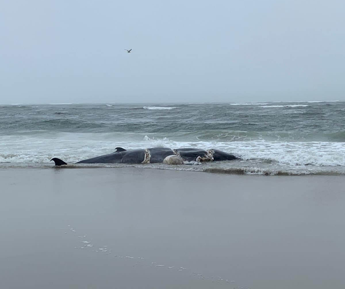 Why 23 Dead Whales Have Washed Up on the East Coast Since December - The  New York Times