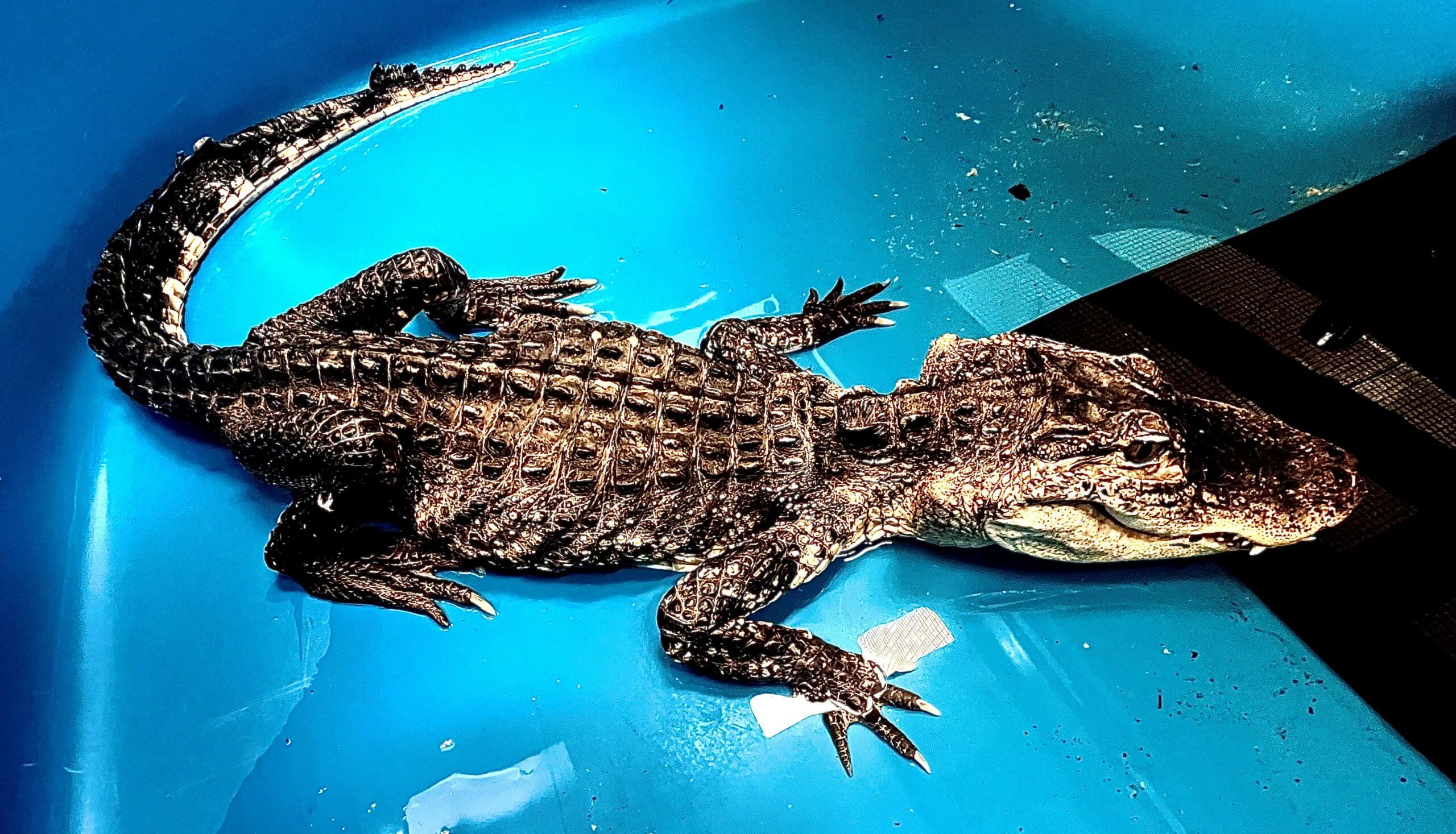 Too weak to eat': Alligator rescued from Brooklyn pond on feeding