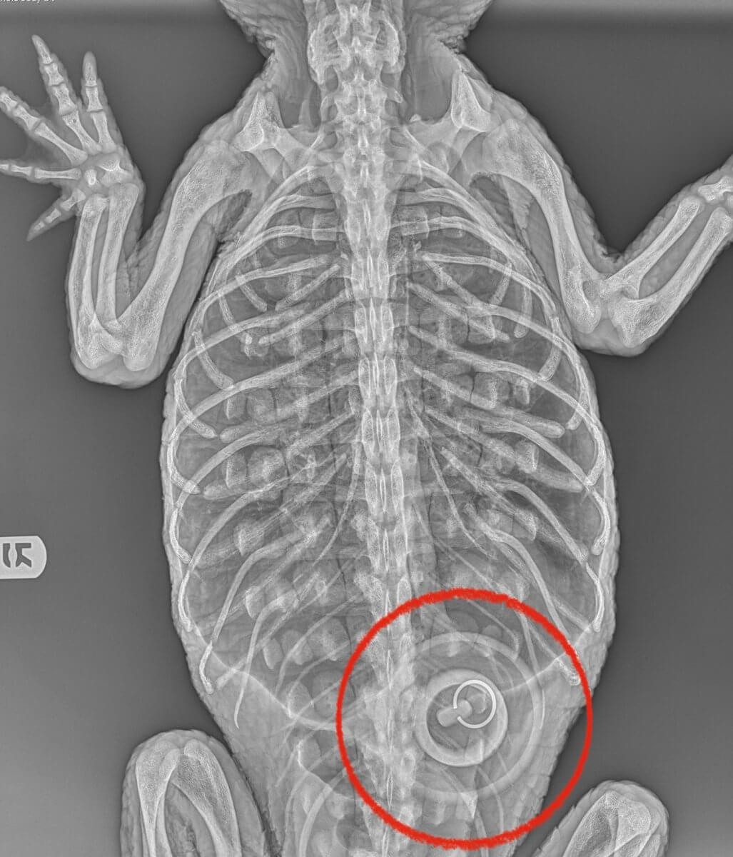 'Too weak to eat': Alligator rescued from Brooklyn pond on feeding tube, has bath stopper lodged in stomach 3 The tub stopper found inside Godzilla the alligator