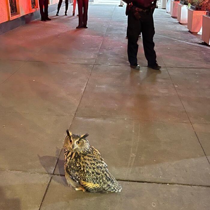 SUPERB OWL: Flaco, zoo escapee, adjusts to life in the 'wild' of Central Park 2