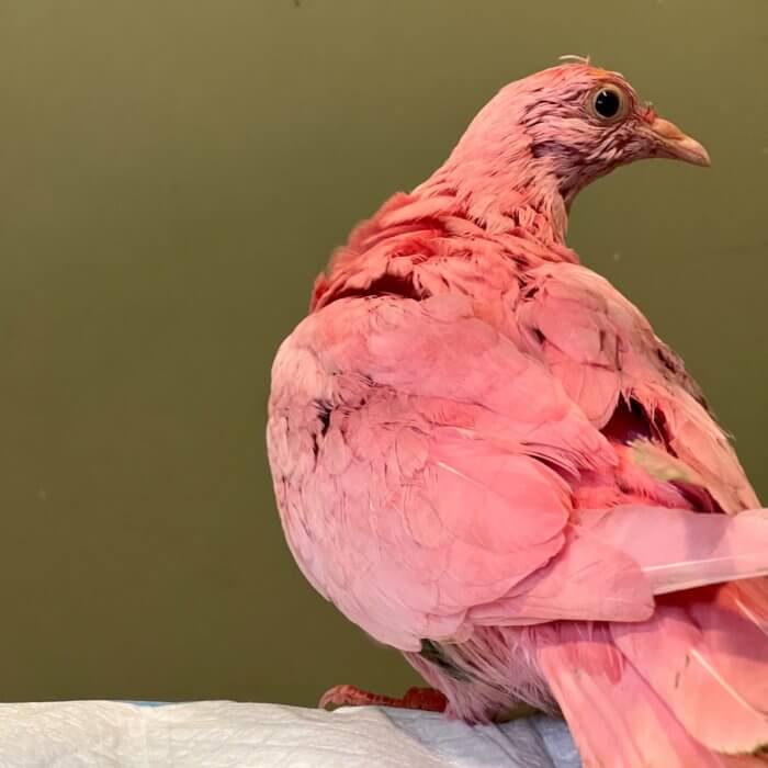 Flamingo the Pink Pigeon dead following alleged gender reveal fiasco 2