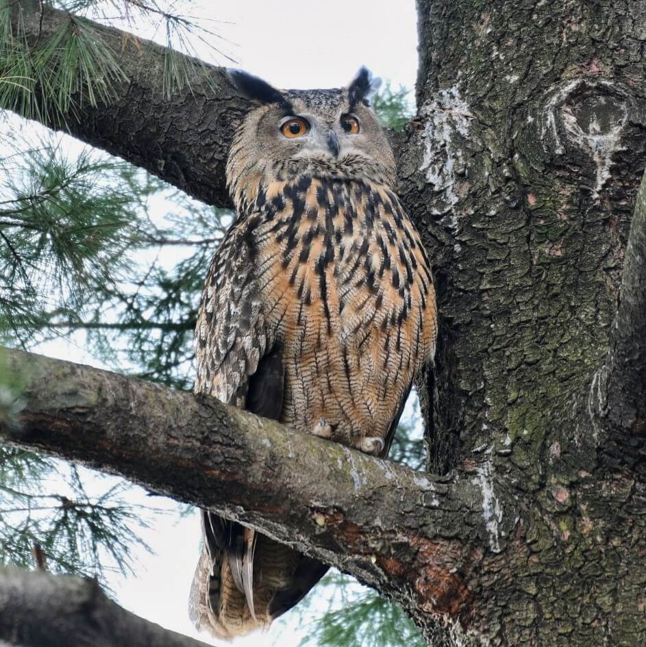 Flaco, the own who died after escaping the Central Park Zoo.
