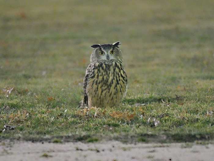Flaco the Eurasian Eagle-Owl has become a celebrity in Central Park, but seems in no rush to return home to the zoo.