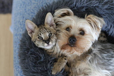 Cat and dog pose together in Pet Photo