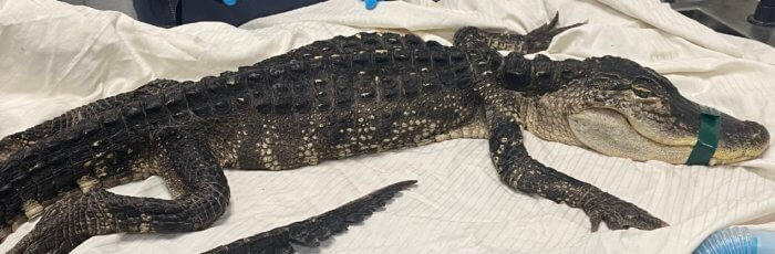 LATER, GATOR! Alligator found in, rescued from Brooklyn's Prospect Park Lake 3