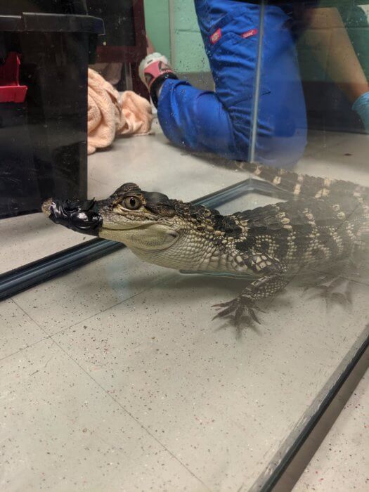 Alligator rescues more common than you might think in NYC 3
