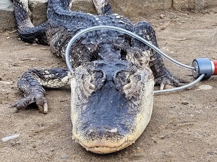Godzilla was found in very poor condition after being dumped in the frigid Prospect Park lake.