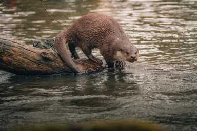 otter-spotted-on-staten-island-1024×683-1