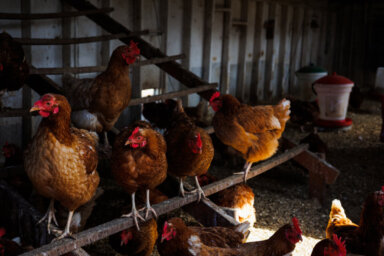 03182023_PF_Raising_Backyard_Hens_086-1200×800-1