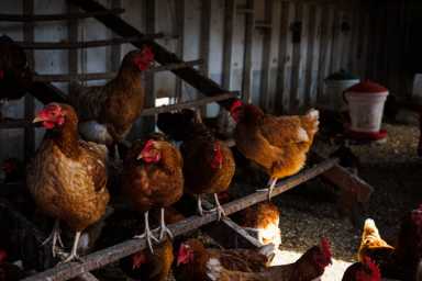 03182023_PF_Raising_Backyard_Hens_086-1200×800-1