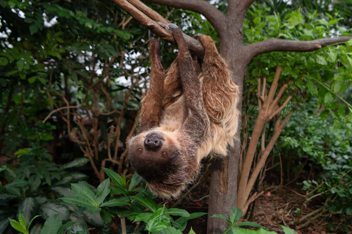A sloth hanging upside down at the Bronx Zoo. This year, you can run to raise money for sloth preservation during Run for the Wild.