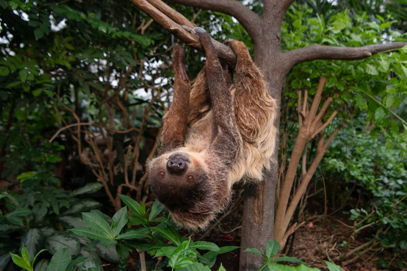 Run for sloths this spring at annual ‘Run for the Wild’ 5K at the Bronx
