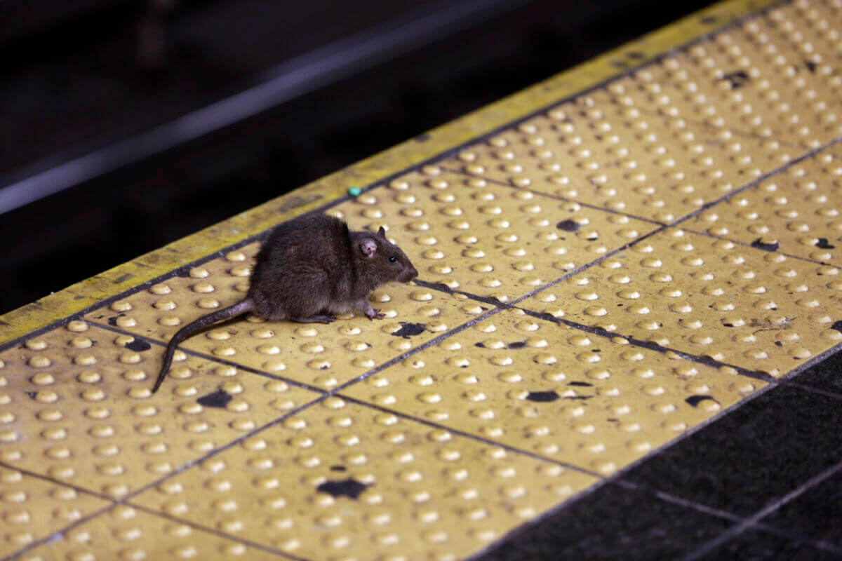 'There's a new sheriff in town': NYC's first 'rat czar' is Education Department alum Kathleen Corradi 2