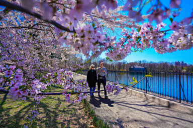 A couple enjoys a stroll through the blossoms in Central Park.