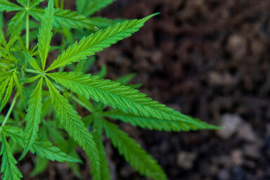 cannabis leaf