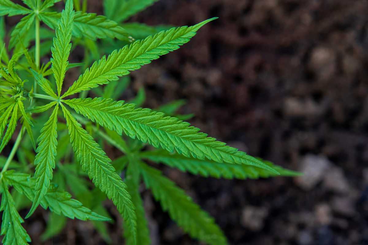 cannabis leaf