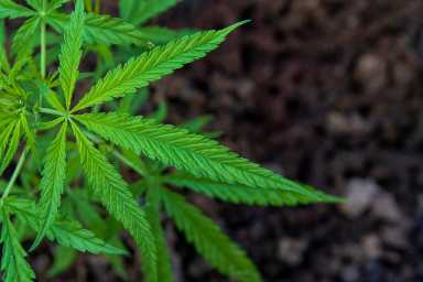 cannabis leaf