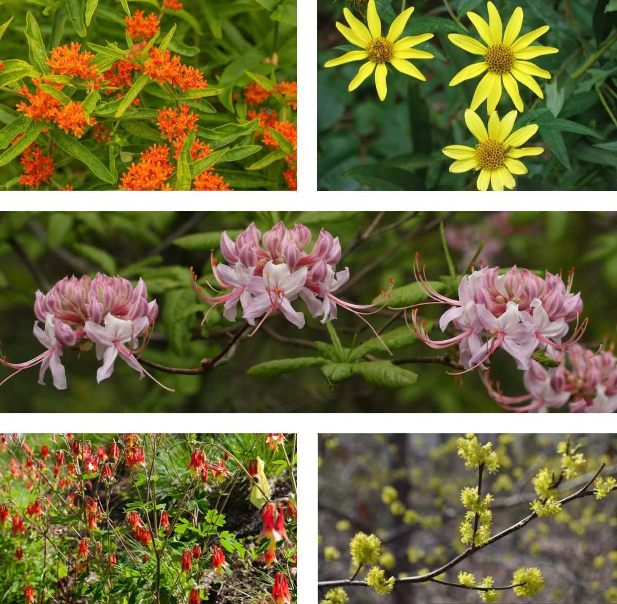Different Flowers