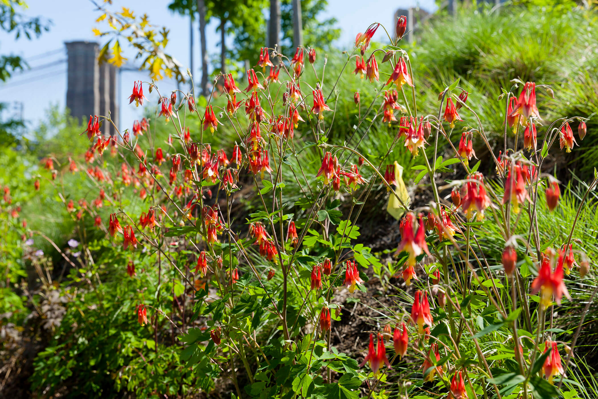 New Yorkers, it's time to vote for NYC’s first official wildflower: Here's how 7 Wild Columbine