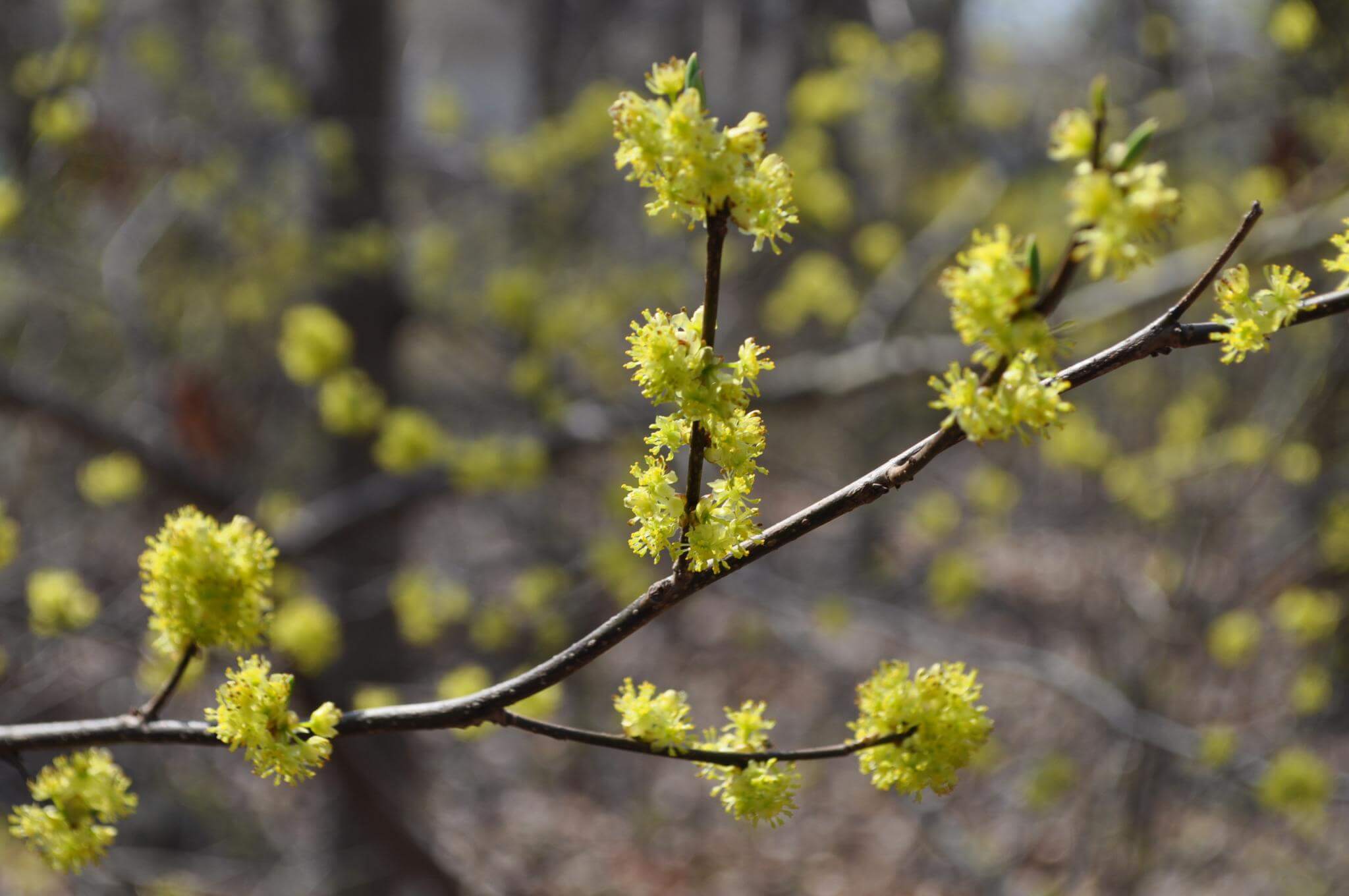New Yorkers, it's time to vote for NYC’s first official wildflower: Here's how 9 Spicebush