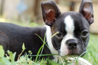 Boston_Terrier_Puppy_001-900×598-1