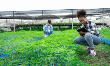 Young African woman hemp farm checking plants and flowers before harvesting. Business agricultural cannabis farm and herbal medicine concept.Seedlings sow seeds alternative medicine farming herb.
