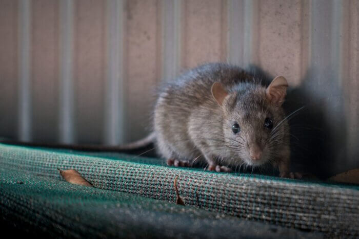 War on Rats | NYC moves to require restaurants, grocery stores to containerize their trash 2