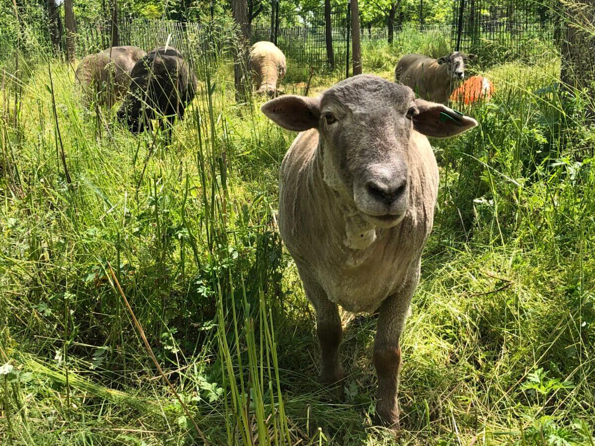 sheep at governors island