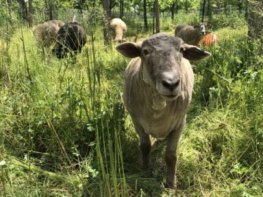 sheep at governors island