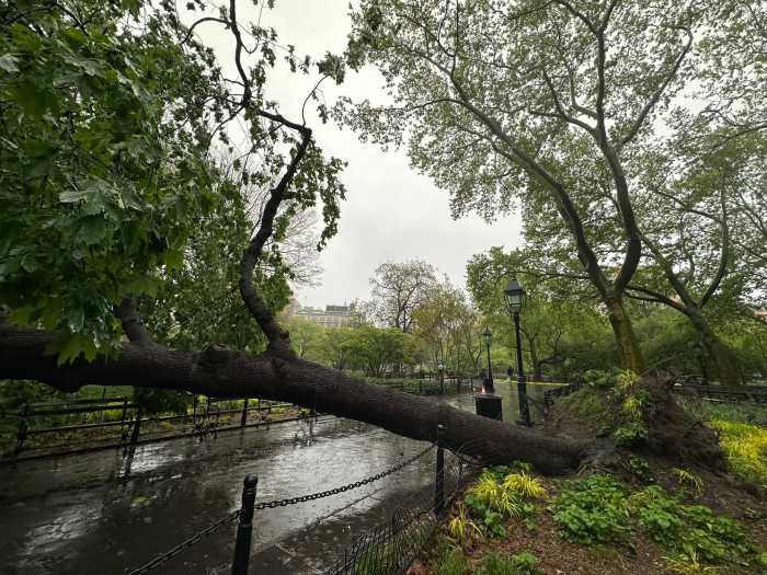 A massive tree came down at Washington Square Park Sunday afternoon.