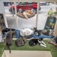 Cats on film: Feline Film Festival returns to Brooklyn Cat Café June 10 17