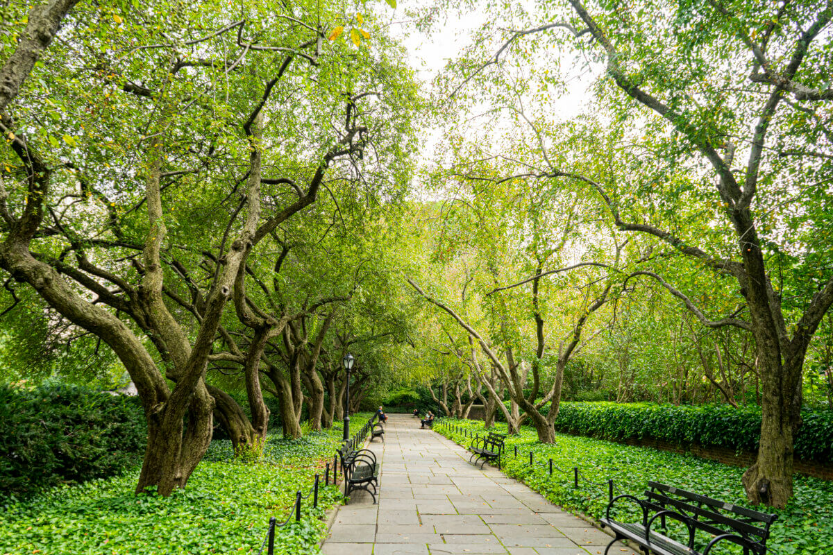Park in the city