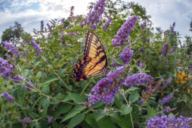Papilio glaucus, eastern tiger swallowtail,