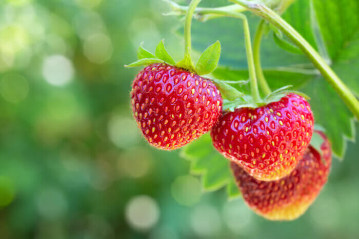 strawberries on the bush