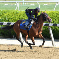 National Treasure working out for Belmont Stakes