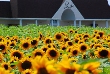 pindar-winery-sunflower-garden