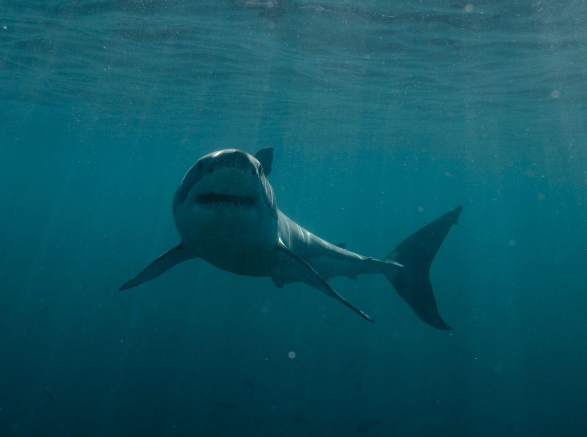 TV – Shark Week
